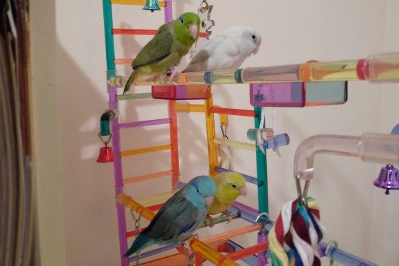 My Four Parrotlets